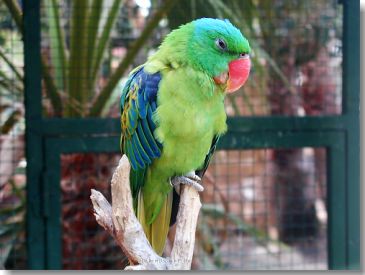Papagei im Zoo des Stella Canaris