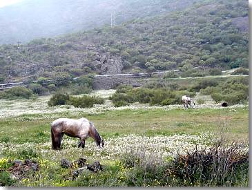 Pferde in Santiago del Teide