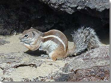 Streifenhörnchen am Strand in den Felsen