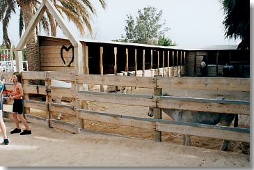 Ponyranch im Stella Canaris