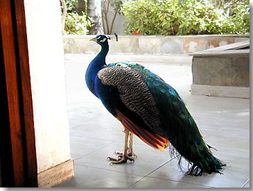 Pfau auf der Terrasse