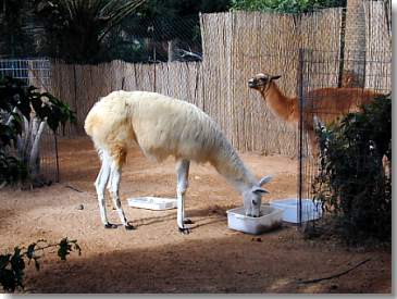 Lama im Zoo Stella Canaris