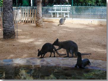 Känguruhs im Zoo Stella Canaris