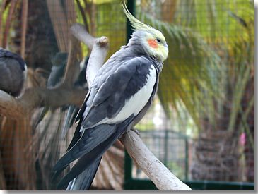 Zoo Stella Canaris