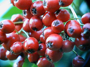 Beeren