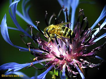 Biene auf Kornblume