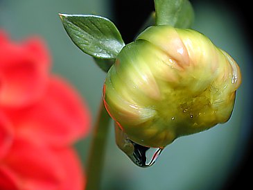 Knospe mit Tautropfen