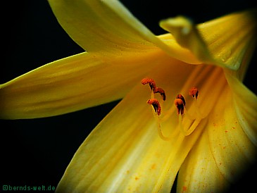 Lilien