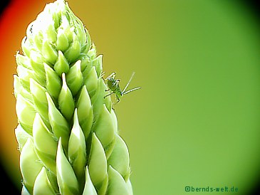 Hüpferling auf Lupine