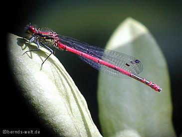 Rote Libelle