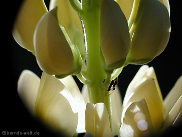 Lupine mit Ameisen