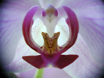 Orchidee