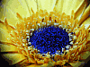 Sonnenblume