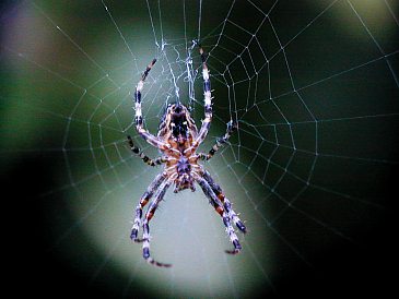 Spinne im Netz