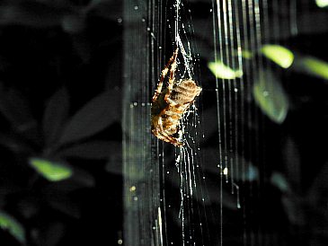 Spinne im Netz