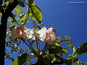 Blühender Apfelbaum