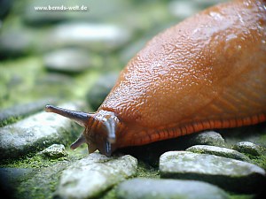 Schnecke