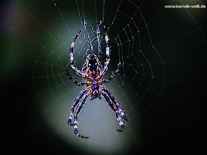 Spinne im Netz