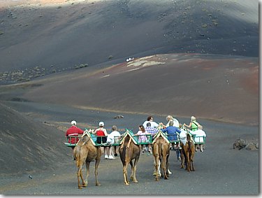 Kamelritt - Lanzarote