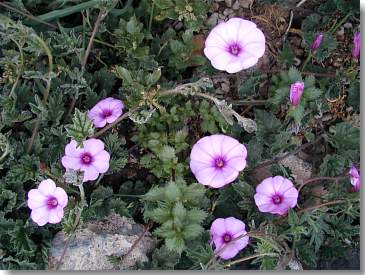 Blüten am Wegesrand