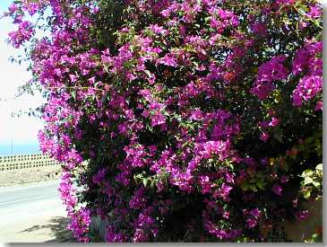 Bougainvilla