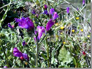 Kleine Blumen