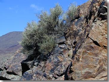 In Felsspalten haben sich Pflanzen angesiedelt.