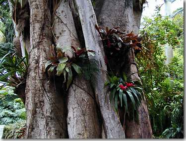 Botanischer Garten, Jardin Botanico