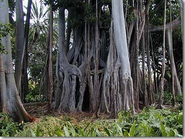 Botanischer Garten, Jardin Botanico