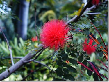 Botanischer Garten, Jardin Botanico