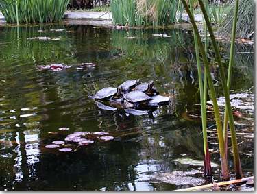 Botanischer Garten, Jardin Botanico