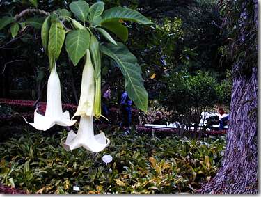 Botanischer Garten, Jardin Botanico