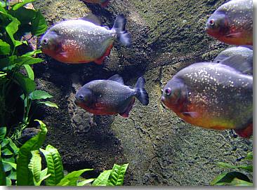 Piranhas