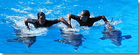 Delfinshow im riesigen Becken