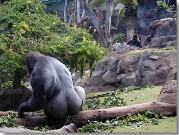 Gorillas