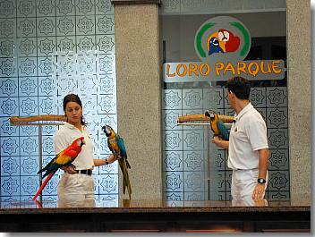 Farbenprächtige Papageien