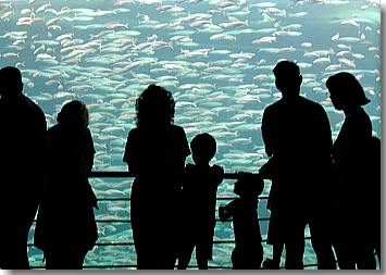 Große Plexiglasröhre mit "Millionen von Fischen"