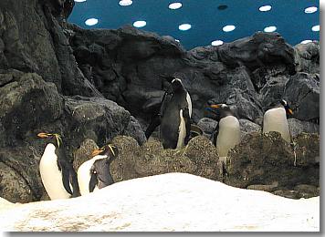 Gruppe von Pinguinen in den Felsen