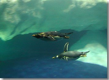 Pinguine sind flotte Schwimmer.