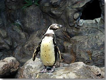 Humboldt-Pinguin