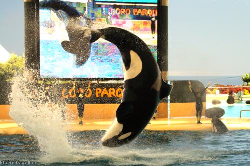 Orca im Loro Park auf Teneriffa