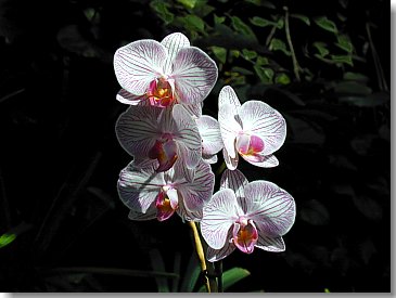 Orchideen