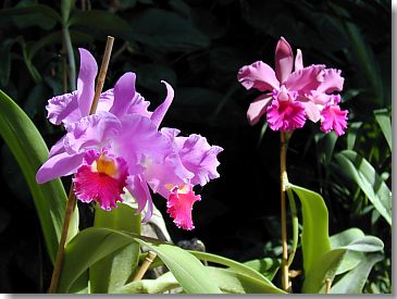 Orchideen