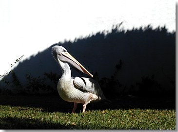 Pelikan im Loro Park