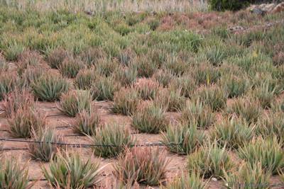 Feld mit Aloe Vera auf Finca