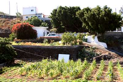 Biofinca auf Teneriffa mit Ackerflächen