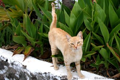 Katze auf der Biofinca