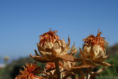 Safrananbau - Finca