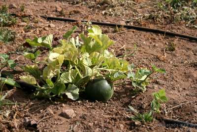 Wassermelone