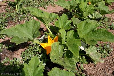 Zucchini auf der Finca